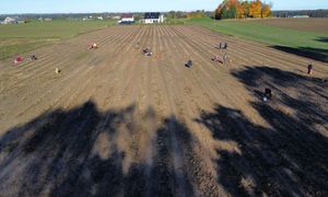 Tylko 30 gr za kilogram. Rolnik zaprasza na samozbiory
