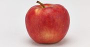 Jabłoń Koryfeusz. Plon 80 ton, odporność na parcha i mączniaka