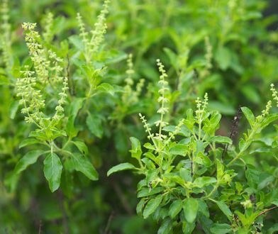 Tulsi nie bez powodu nazywana jest „świętą bazylią”