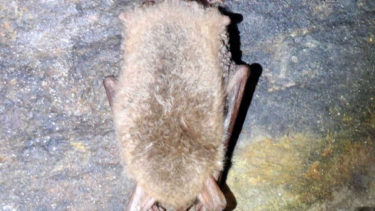 Regionalna Dyrekcja Lasów Państwowych we Wrocławiu liczy nietope