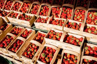 Uważaj na oszustów sprzedających "polskie" truskawki. Tych jest jeszcze niewiele, nie daj się nabrać