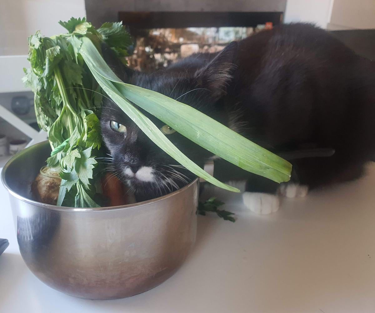 Trzeba przyznać, że niektóre koty wręcz uwielbiają warzywka