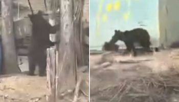 Nagrany po 17:00. Włos się jeży. Pastuch nie pomógł