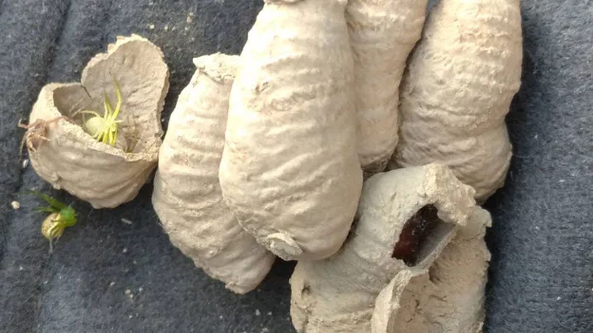 Gliniarz naścienny potrafi osiedlić się nawet w szafie