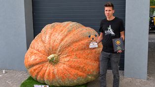 "Renia" waży 918 kg. Krzysztof wyhodował dynię rekordzistkę