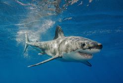 Rekin zaatakował na zatłoczonej plaży w Nowej Kaledonii. Turysta nie żyje