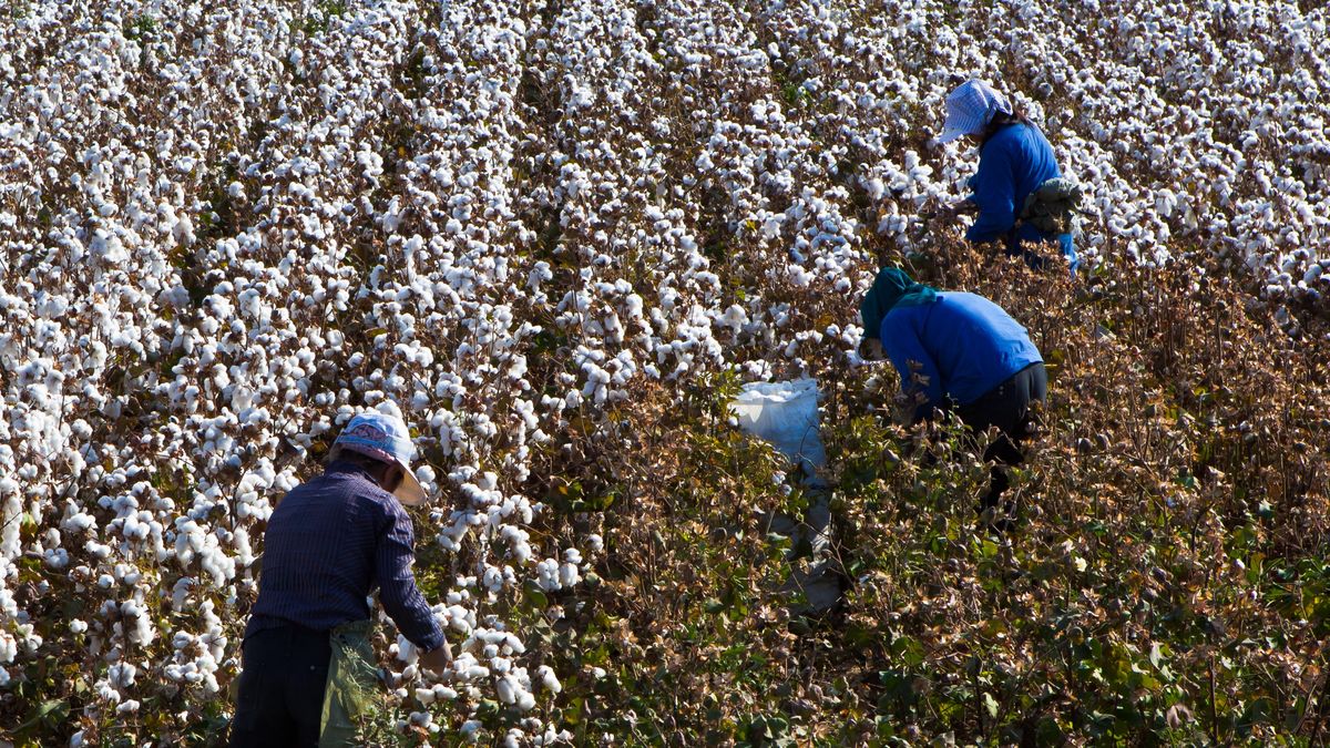 Cull cotton
Working in cotton field.
zhouyousifang