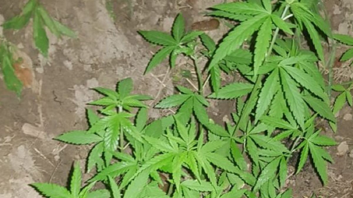 37-latek uprawiał w lesie marihuanę 