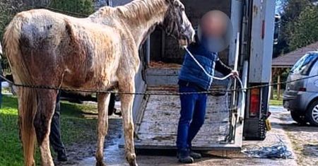 Konie w opłakanym stanie. Interweniowała policja