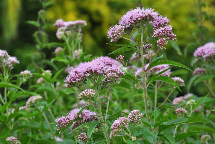 Alkaloidy to zasadowe związki organiczne, głównie pochodzenia roślinnego.