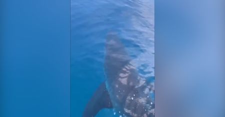 Podwodny gigant w Zatoce Meksykańskiej. Rybacy zarejestrowali ogromnego rekina