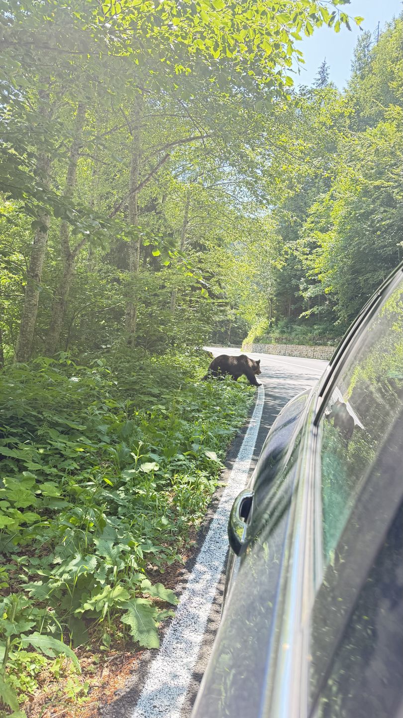 Niedźwiedzie spacerują obok samochodów