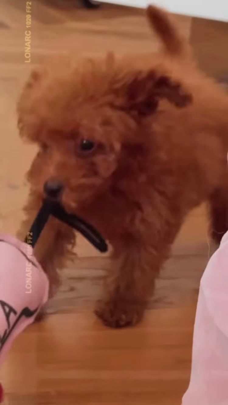 Nowy piesek Marina - Nala