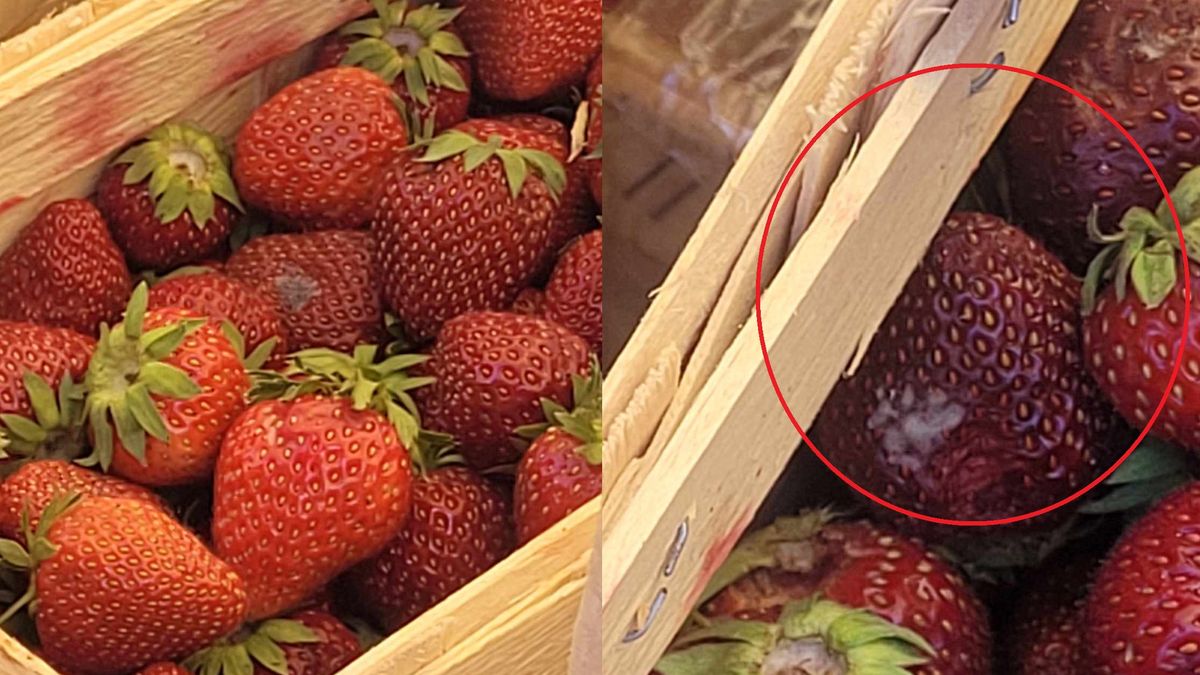 Spleśniałe truskawki na warszawskim bazarze