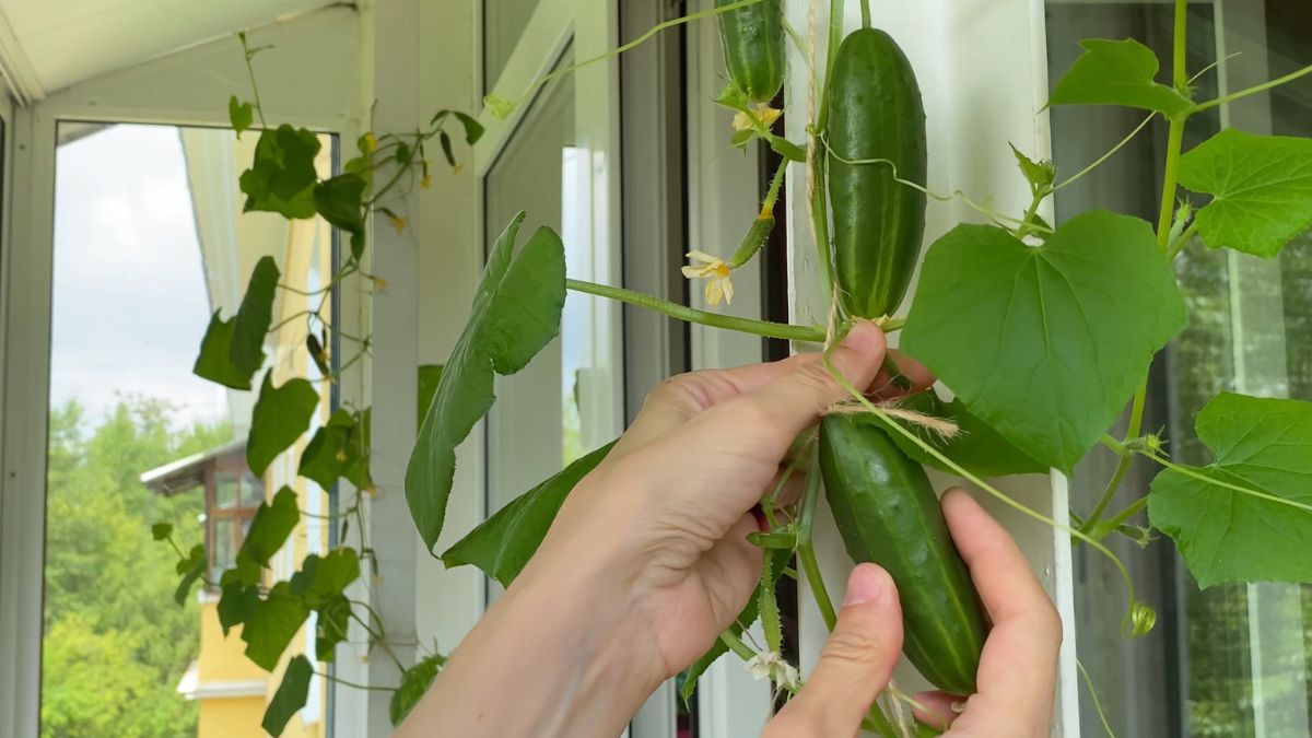 Uprawa ogórków na balkonie.