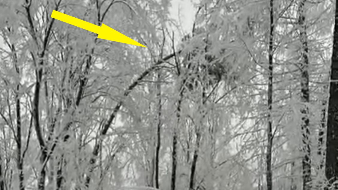 Leśnicy ostrzegają przez niebezpieczeństwem podczas leśnych spacerów 