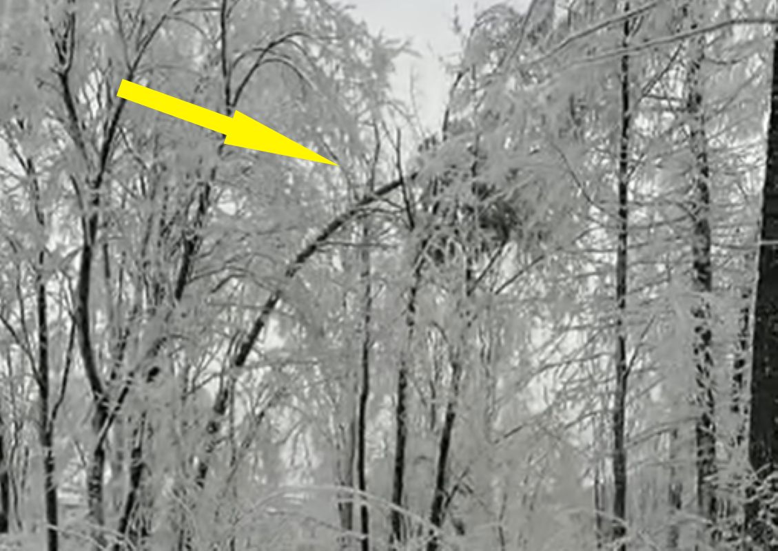 Leśnicy ostrzegają przez niebezpieczeństwem podczas leśnych spacerów 