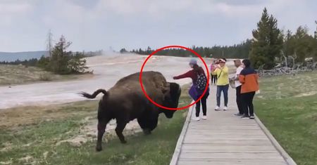Podeszła do bizona w Yellowstone. Na nagraniu widać, co się stało