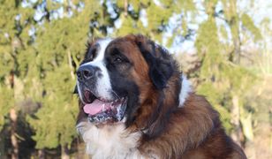 Tragedia w Pyskowicach. Pies miał być ostrzyżony, a skonał w męczarniach