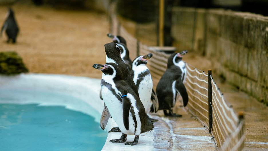 Pingwiny w gdańskim zoo mają nowy wybieg