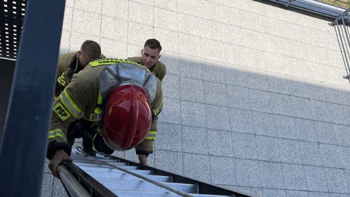 Na miejscu interweniowali strażacy