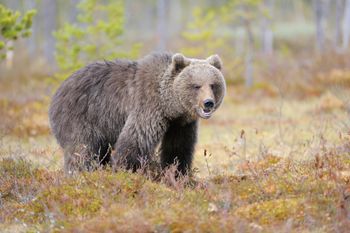 Atak niedźwiedzia. Dramatyczne chwile w Bieszczadach