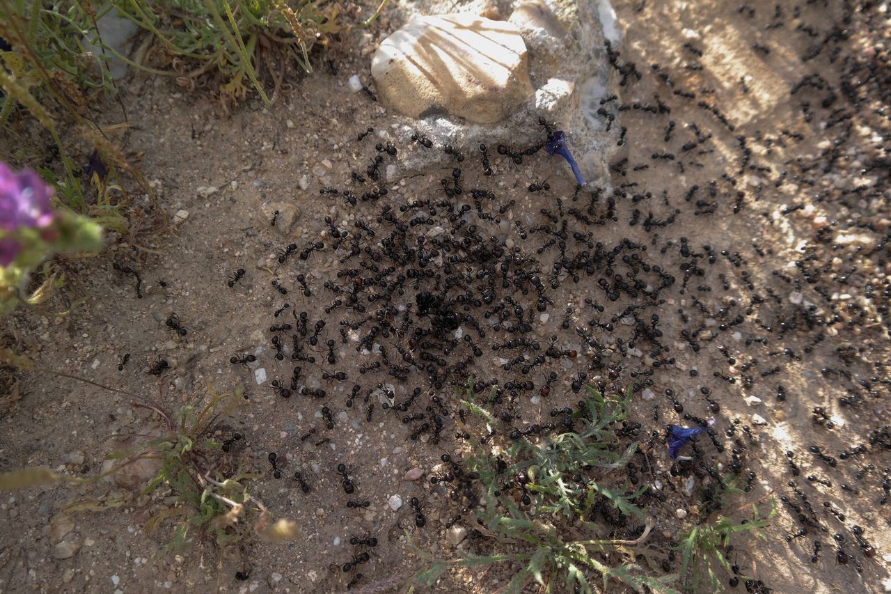 Pasożytnicza królowa przejmuje kontrolę nad kolonią mrówek