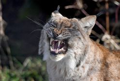 Zachodniopomorskie. Leśniczy przyłapał parę marcujących rysi