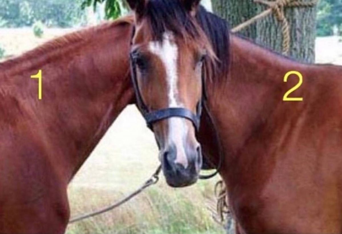 Który z koni jest prawdziwy?