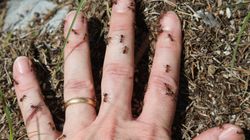 Naturalni wrogowie kleszczy. Skutecznie je odstraszają