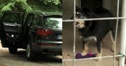 Bezmyślni Niemcy zostawili psa w aucie! Umarł z gorąca