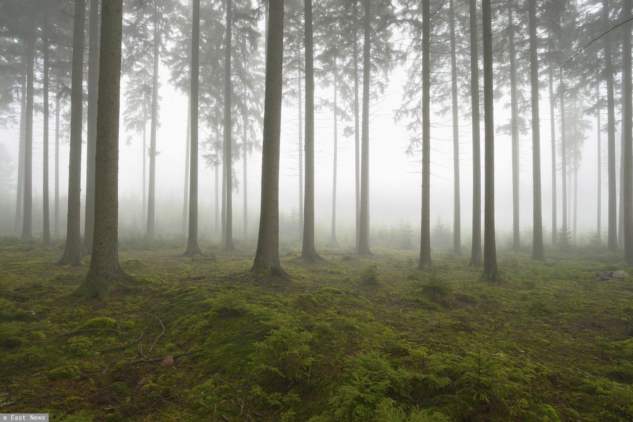 Upadł i nie umiał się podnieść. 85-latek spędził noc w lesie