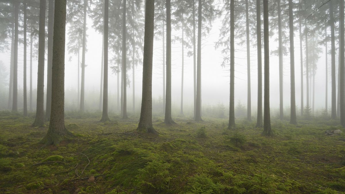 85-latek spędził noc w lesie.