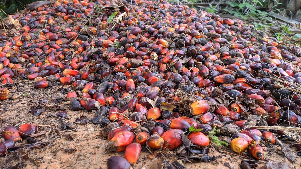 Owoce palmy oleistej.