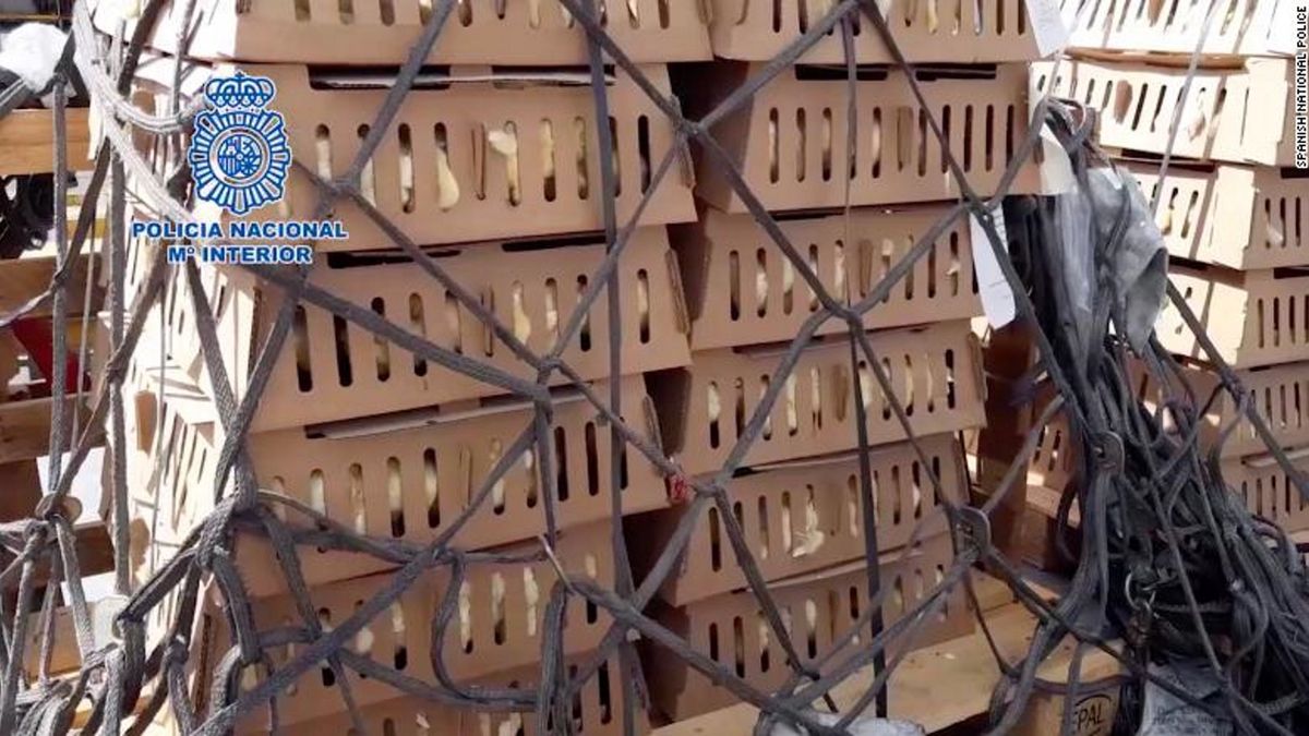 W weekend znaleziono łącznie 26 000 piskląt w skrzyniach i paletach na terminalu towarowym lotniska Adolfo Suárez Madryt-Barajas. 