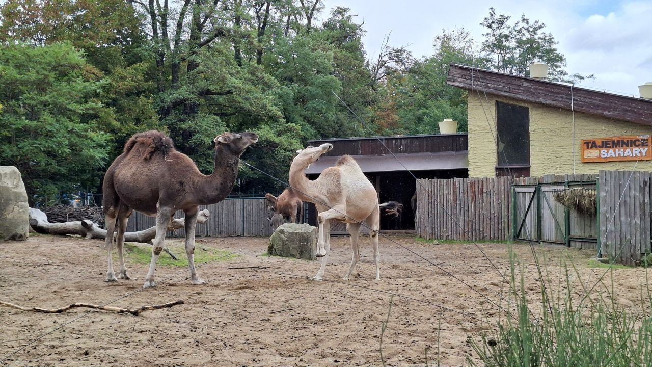 Afrykarium we Wrocławiu to doskonały pomysł na rodzinny wypad poza miasto. Tu jest pięknie i ciepło! Idealnie na jesień (ZDJĘCIA)