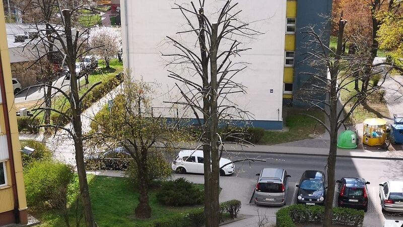 Nielegalna przycinka drzew przy ul. Kuronia