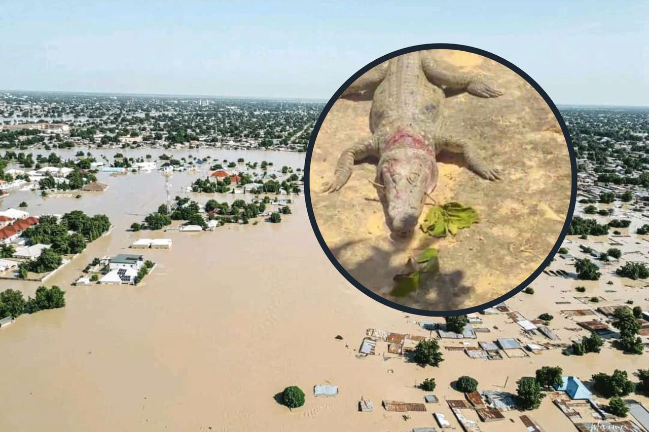 Maiduguri zoo animals escape amid devastating northern Nigeria floods