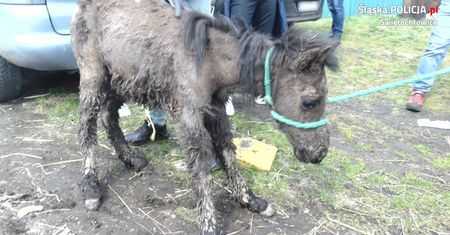 Świętochłowice. Trzymał kozy, konie i psy, odpowie za znęcanie się nad nimi