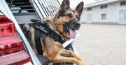 Po latach zasłużonej służby na Polskiej granicy, pies Rita przechodzi na emeryturę. Jakie prawa mu przysługują?