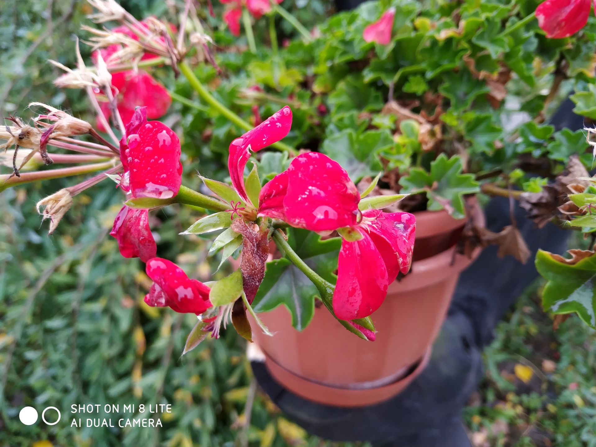 Xiaomi Mi 8 Lite – test. Sprawdziliśmy, czy warto kupić tańszą wersję topowego smartfonu 19