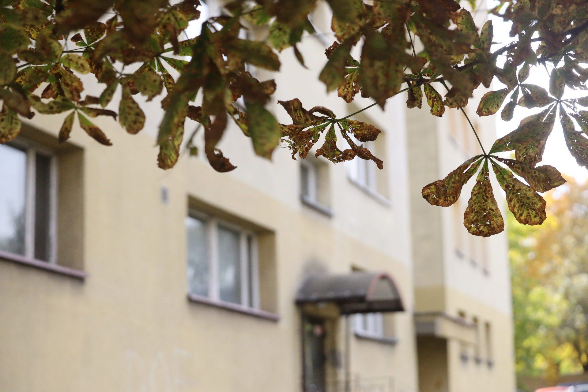 Historia znikania Mirelli ze Świętochłowic. Nowe fakty w zagadkowej sprawie na Śląsku