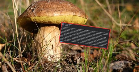 Poszła do lasu na grzyby. Przeżyła szok. "Ktoś wyzbierał mi wszystko"