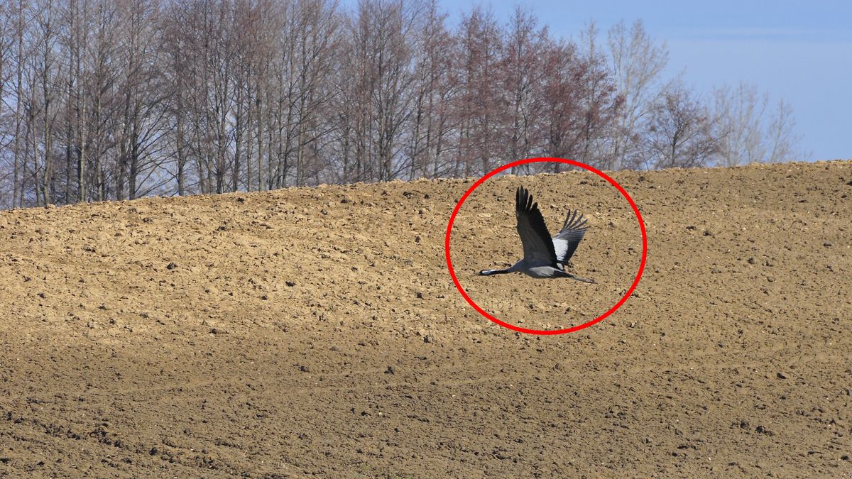 Żurawie wracają do Wielkopolski