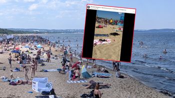 Wideo z foką w Gdańsku. Sunęła między plażowiczami