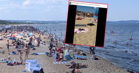 Wideo z foką w Gdańsku. Sunęła między plażowiczami