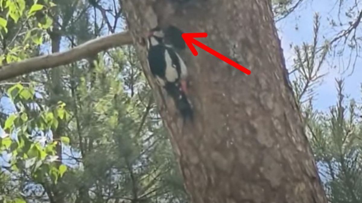Dzięcioły uchwycone podczas posiłku