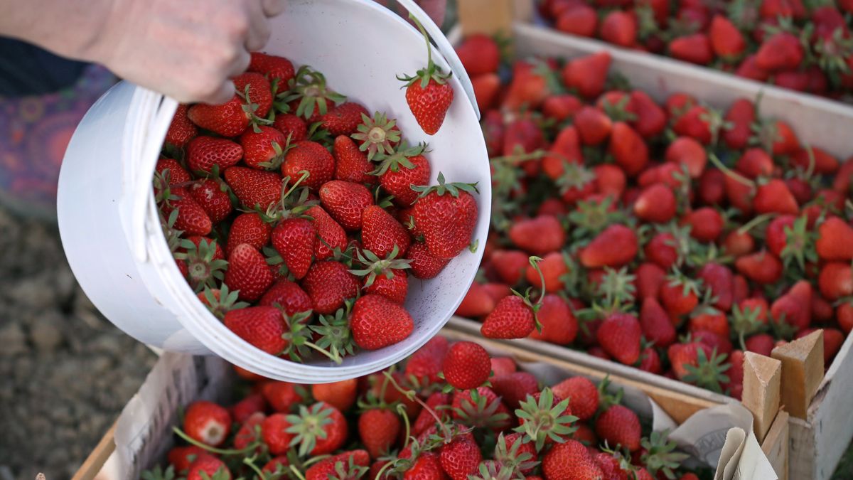 Zbiory truskawek 2020