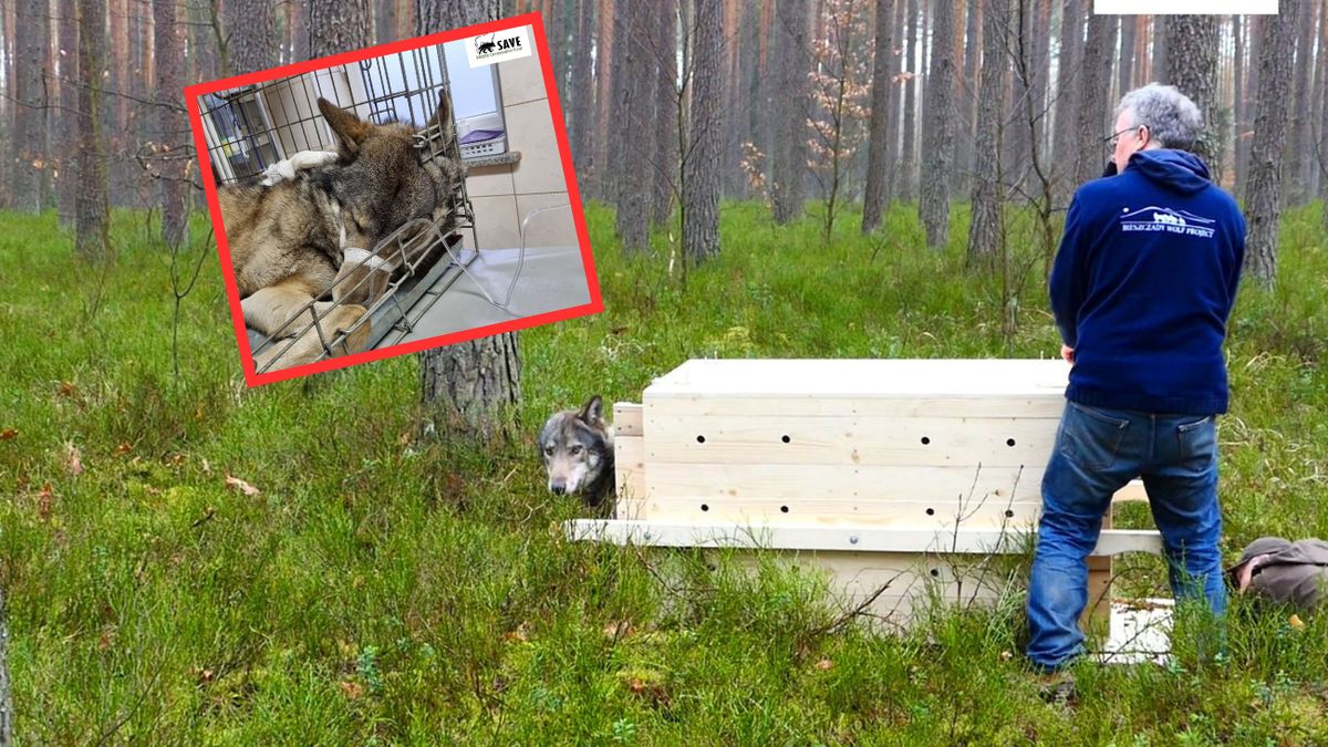 Fundacja uratowała chorego wilka  