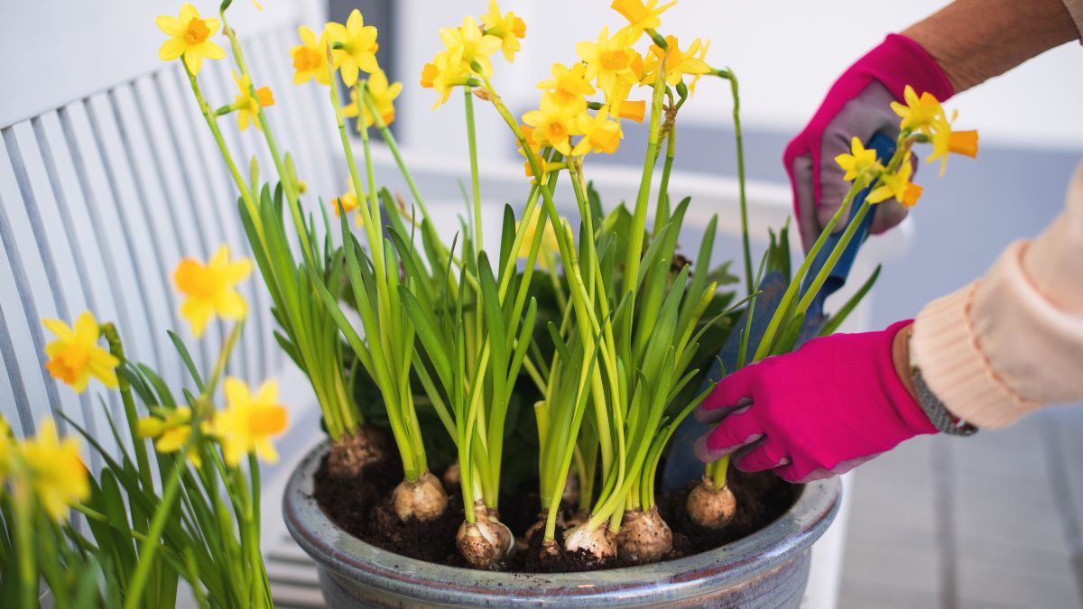 Żonkile w doniczce.